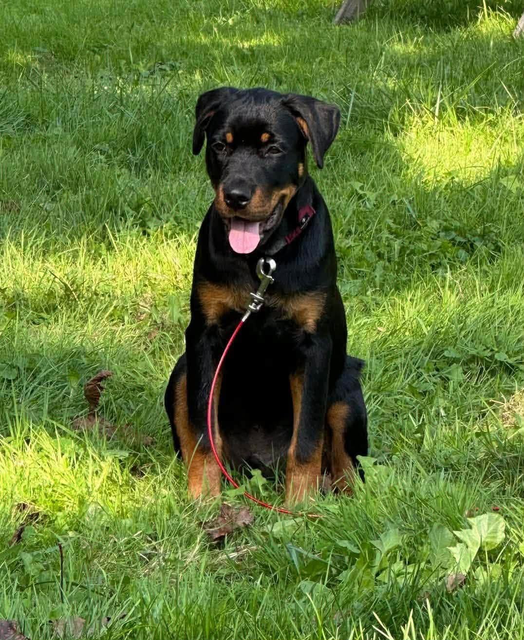 Heiniu sitting peacefully in the grass